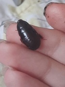 Karaczany Pycnoscelus nigra x20