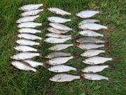 Mrożone płocie płoć na drapieżnika sandacz szczupak sum koluch węgorz 