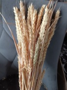 Pszenica zboże suszone naturalne trawy ozdoby 