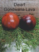115-Dwarf Gondwana Lava. Pomidory kolekcjonerskie.