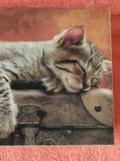 Prezent - Kot na walizce 