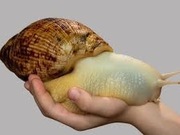 Ślimak Afrykański Lissachatina Fulica albino body 10-12mm