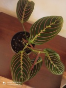 Maranta 'Fascinator Triciolor' 