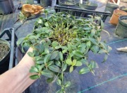 Barwinek (kwiat niebieski) duża,  ładna sadzonka