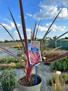 Kordylina (cordylina) australijska CHARLIE BOY