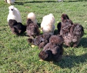 Jaja lęgowe   Silek Silki USA komplet