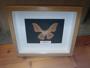 Motyl w ramce z stopką i zawieszką 