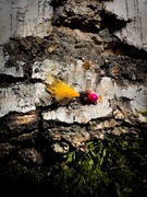 Micro jig na białoryb