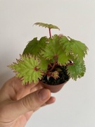 Begonia lyallii roślina kolekcjonerska do paludarium