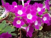 Pierwiosnek 'Lismore Jewel' Primula allionii