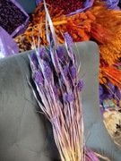 Mozga kanar naturalna suszona trawa susz fiolet 