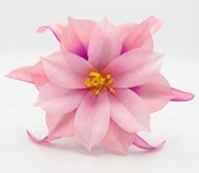 Ekskluzywna Główka Dalii–Róż z fioletem– Premium DIY