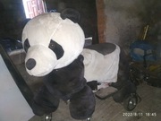 miski zarobkowe jezdzace