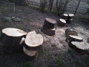 Zdrowe sezonowane plastry lipy