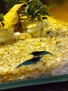 Krewetki Neocaridina Blue Velvet 10 sztuk 