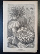 Piękna oryginalna litografia XIX - XX w. - Ukwiały