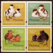 Fi 3538 -41** Czwórka-Pisklęta zagniazdowniki