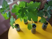 Figowiec - duże sadzonki - 10 szt.