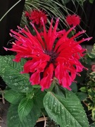 Pysznogłówka dwoista FIREBALL-niska 