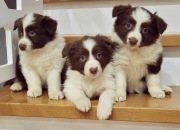 Border Collie czekoladowe szczeniaki
