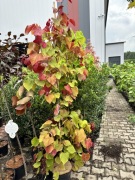 JUDASZOWIEC 'ETERNAL FLAME'- Cercis canadensis 