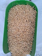 Jęczmień pasza śruta zbozowa 25kg od rolnika