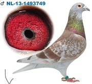 Wybitne gołębie pocztowe 