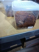 Ptasznik Hysterocrates gigas (NS, ok. 2 DC) + terrarium 10x10x10 cm