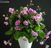 Fiołek afrykański sadzonka Cirelda