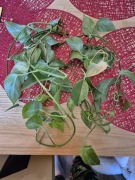 Sadzonki Epipremnum