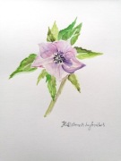 akwarela malowana ręcznie Ciemiernik Helleborus 