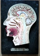 Dekoracja model przekrój głowy