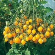 Sadzonka pomidora megagroniestego żółtego 