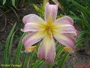 Hemerocallis / Liliowiec: Orchid Corsage