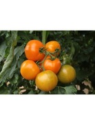 Pomidor Taiyo f1 5szt