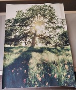 Obrazek na płótnie - Drzewo (33)