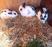 Króliki miniaturki Teddy samce