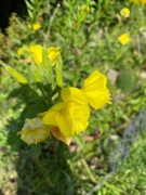 Wiesiołek dwuletni sadzonki 