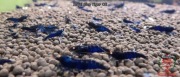 Krewetki Caridina Royal Blue Tiger OE ZAMIANA GRATIS PROMOCJA