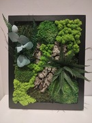 Prezent żywy obraz, mech chrobotek, stabilizowane, prezent na święta