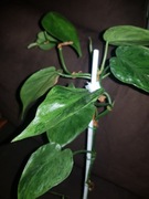 philodendron hederaceum filodenron oxycardium variegata 