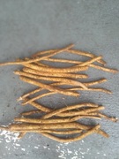 Sadzonki chrzanu 30 szt Chrzanu Chrzan korzeń nie żywokost