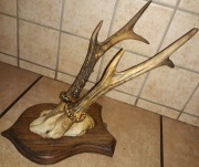 Poroże sarny z czaszką
