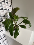 Philodendron Orange marmalade pomarańczowy