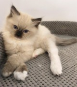 Kotka Ragdoll Seal Mitted 