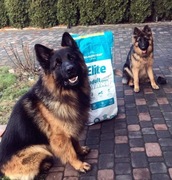 Pro nutrition Flatazor karma 20 kg