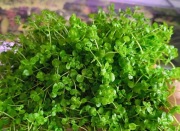 Trawnik Micranthemum Monte Carlo najwięcej i najtaniej na Allegro!!