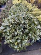 Osmantus Goshiki duze krzewy