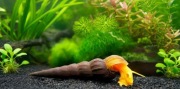 Tylomelania Orange ślimak akwariowy słodkowodny 1 szt.