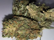 Super Skunk naturalny susz CBD 12.41% PROMOCJA WYPRZEDAŻ 1kg 1000g